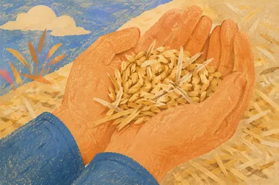Praying Farmer Hands Holding Rice Seeds