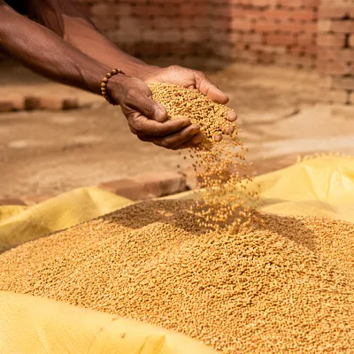 Prayerful Farmer Hands Releasing Golden Seeds