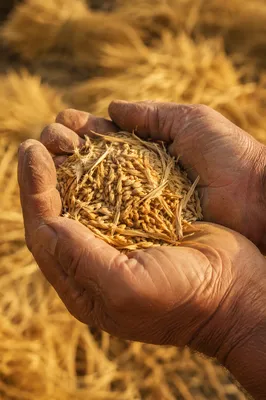 Farmer Hands Praying Over Golden Seeds