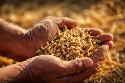 Prayerful Farmer Hands Holding Golden Seeds