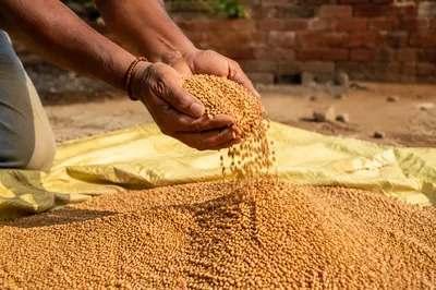 Farmer Hands Praying Over Golden Seeds