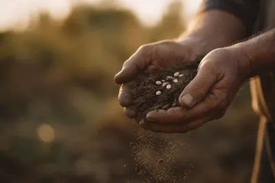Prayerful Farmer Hands Holding Soil and Seeds