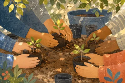 Hands Planting Tree Seedlings Together