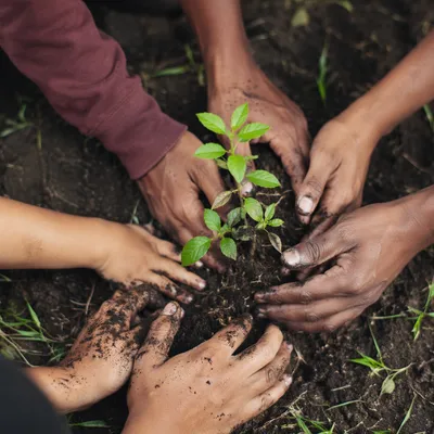 Hands Planting a Hopeful Green Seedling