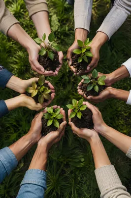 Community Hands Planting Young Trees Together