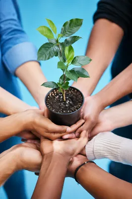 Diverse Hands Nurturing a Young Sapling