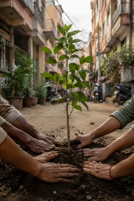Community Hands Planting Urban Sapling