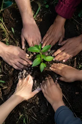 Community Hands Planting a Hopeful Seedling