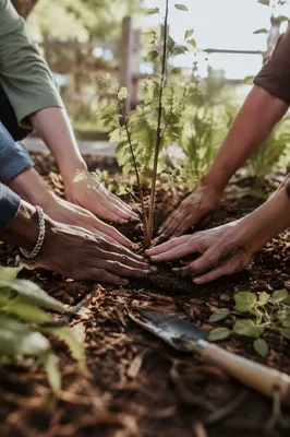 Hands Planting a Young Tree Together
