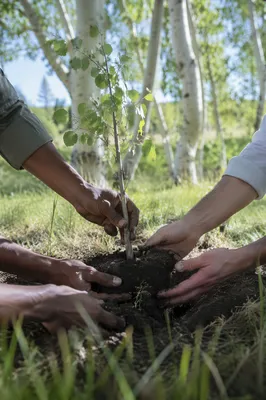 Diverse Hands Planting a Young Tree