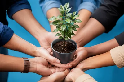 Diverse Hands Holding a Young Sapling