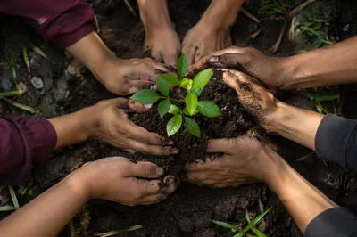 Hands Planting a Seedling Together