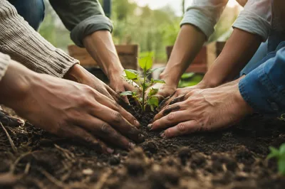 Hands Planting a Sapling Together