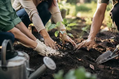 Hands Planting Sapling in Community Garden