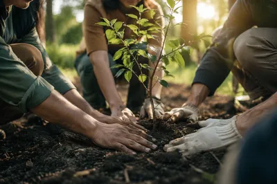 Hands Planting a Sapling in Community Garden