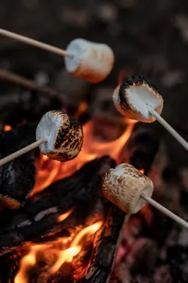 Marshmallows Roasting Over Cozy Campfire