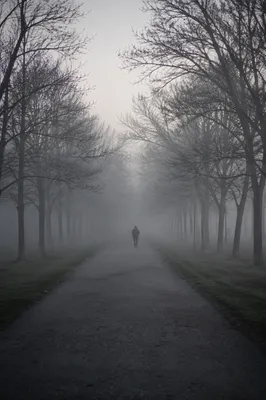 Misty Morning Walk on Park Path