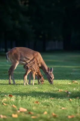 Tender Doe and Fawn in Morning Meadow