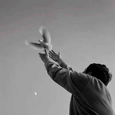 Dove Released Into Open Sky