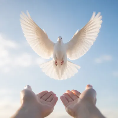 Dove Released Into Open Sky