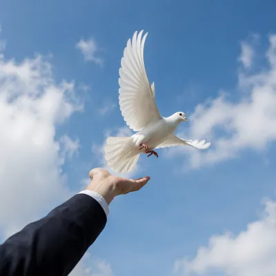 White Dove Released Into Open Sky