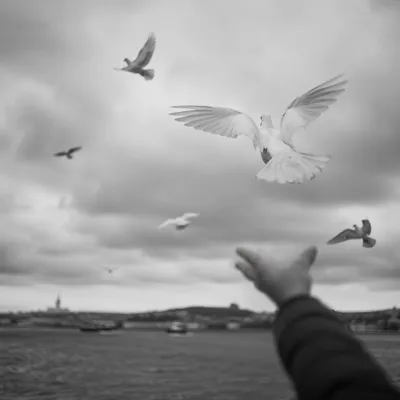 Releasing a Dove Over Quiet Waters