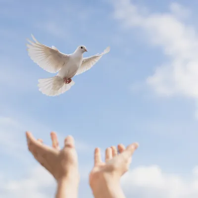 White Dove Released Into Open Sky