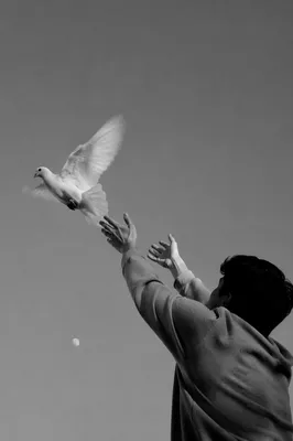 Releasing Dove Into Open Sky