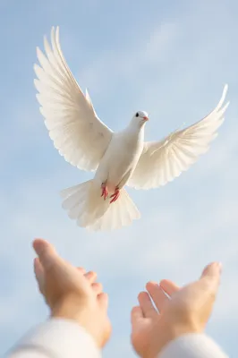 White Dove Released Into Morning Sky