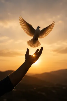 Hand Releasing White Dove at Sunset