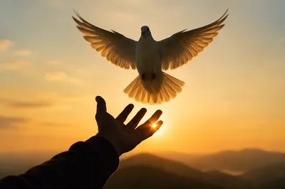Hand Releasing White Dove at Sunset