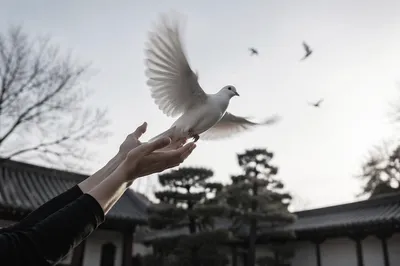 Hands Releasing Dove Into Open Sky