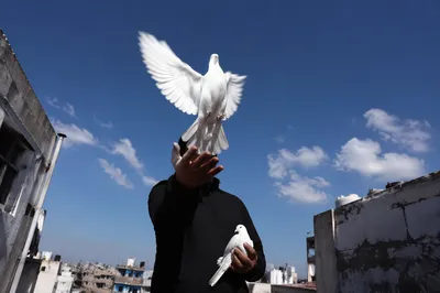 Releasing Dove Toward Open Sky