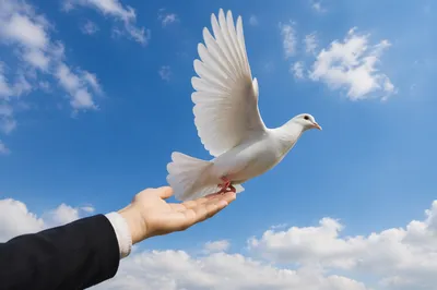 White Dove Released Into Open Sky