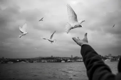 White Dove Release Over Moody Waterfront