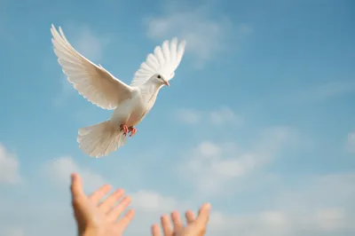 White Dove Released Into Open Sky