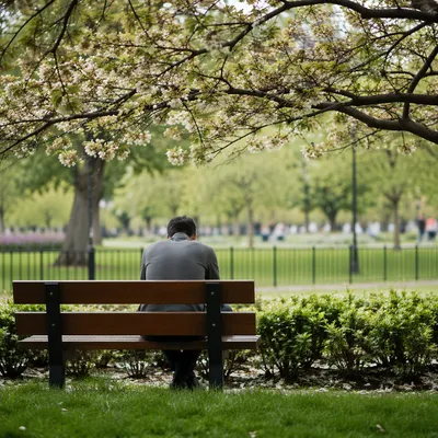 Solitary Park Bench Contemplation in Spring