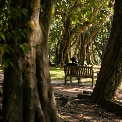 Solitary Contemplation on a Woodland Park Bench