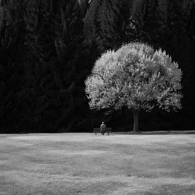 Solitary Reflection on a Quiet Park Bench
