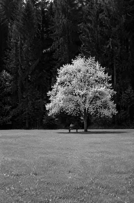 Solitary Park Bench Contemplation in Monochrome