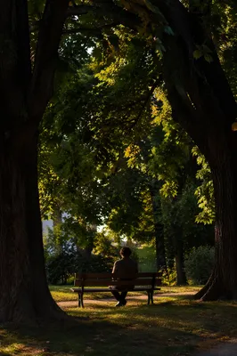 Solitary Park Bench Contemplation in Green Shade