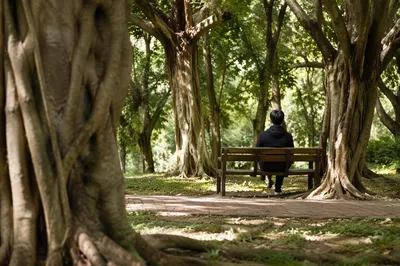 Solitary Contemplation on a Woodland Park Bench
