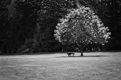 Solitary Contemplation on a Park Bench
