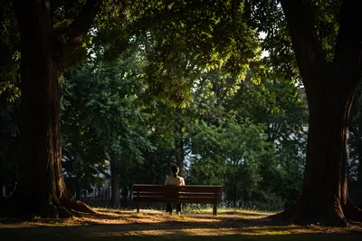 Solitary Reflection on a Shaded Park Bench