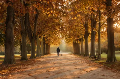 Person Walking Dog on Autumn Park Path