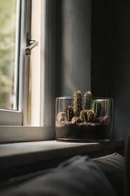 Sunlit Succulent Terrarium on Quiet Window Ledge