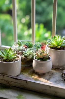 Sunlit Succulent Terrarium on Window Ledge