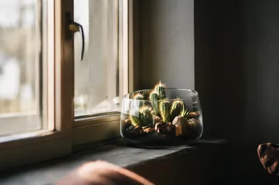Sunlit Succulent Terrarium on Cozy Window Ledge