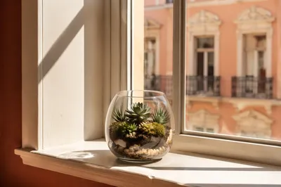 Sunlit Succulent Terrarium on Cozy Window Ledge