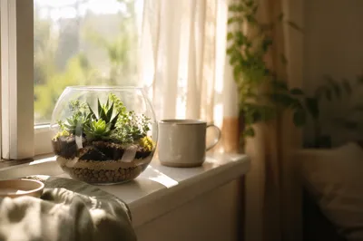 Sunlit Succulent Terrarium on Apartment Window Ledge
